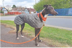 Hound